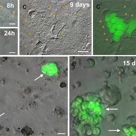 PGC derivation and cultivation from blastomeres. a , b Vg blastomeres ...