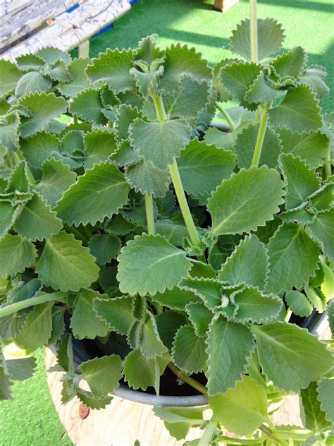 Herbs from Distant Lands: Plectranthus amboinicus, Coleus aromaticus - Cuban Oregano