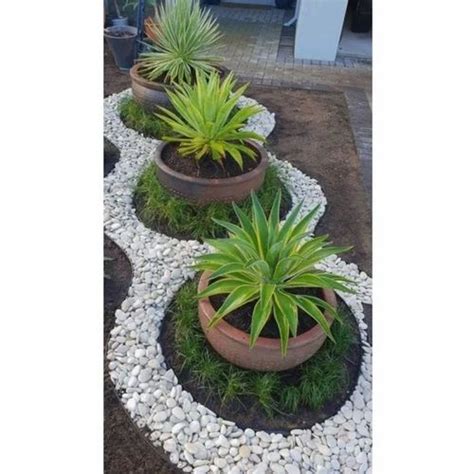 Well Drained 8Inch Green Foxtail Agave Indoor Plants at Rs 180/piece in Gorakhpur