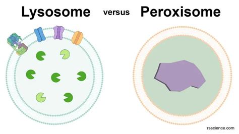 Peroxisome - free-radical scavengers - definition, structure, function ...