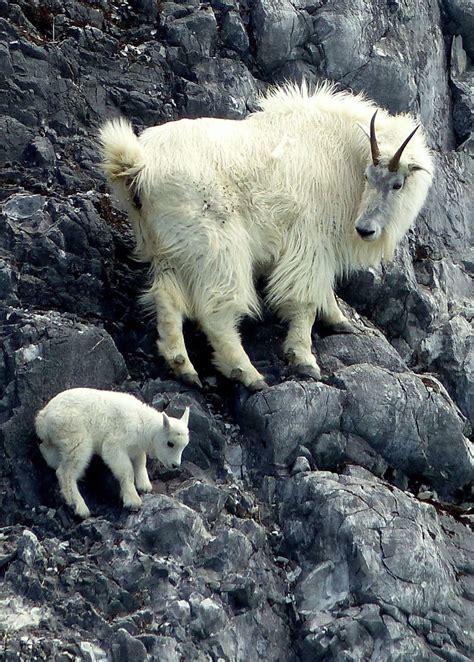 Baby Mountain Goat Climbing