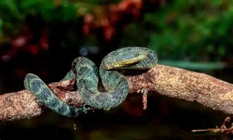 Bush Viper - Facts, Size, Diet, Pictures - All Animal Facts