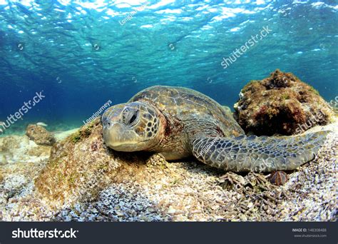 Sea Turtle Sleeping Underwater Galapagos Islands Stock Photo 148308488 | Shutterstock