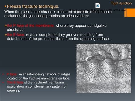 Cell adhesion molecules