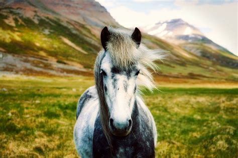 Pony horse in Iceland :: Free photos