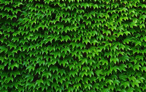 🔥 [80+] Ivy Wallpapers | WallpaperSafari