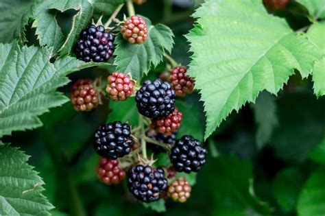 Pruning Blackberries for a Bumper Crop - Garden.eco