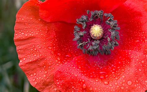 Poppy Flower Plant Red - Free photo on Pixabay - Pixabay