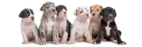 Great Dane Breeders Near Me: A Complete Breeder Directory!