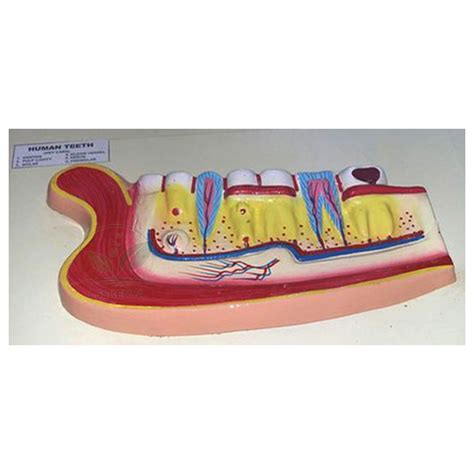 Human Teeth Model, Lower Jaw Manufacturers, Suppliers & Exporters in Kenya,Ghana,Algeria,Tanznia