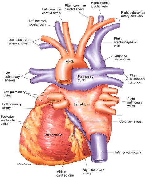 Heart Anatomy Posterior View