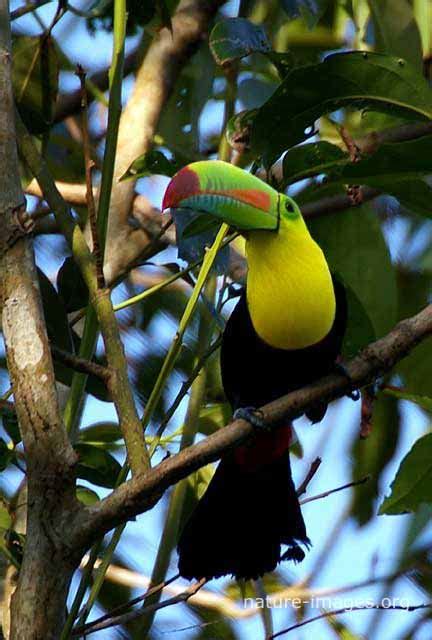 Rainbow-billed toucan – Nature-images.org