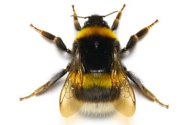 Bumble Bees | Pest Information & Prevention Tips