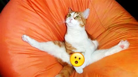 50 FUNNY Cat Pictures - YouTube