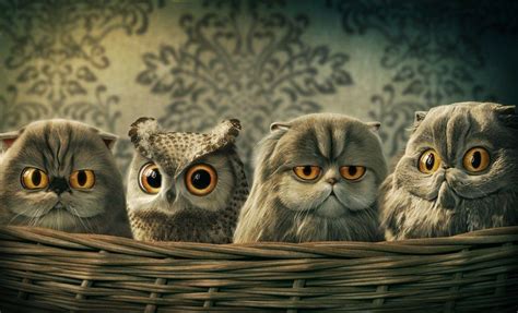 Funny Owl Wallpapers - Top Free Funny Owl Backgrounds - WallpaperAccess