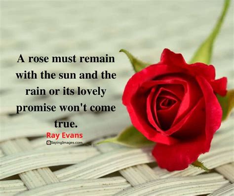 35 Amazing Roses Quotes That Celebrate Life's Beauty - SayingImages.com