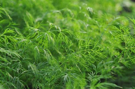 Growing Dill: A Complete Guide - Growfully