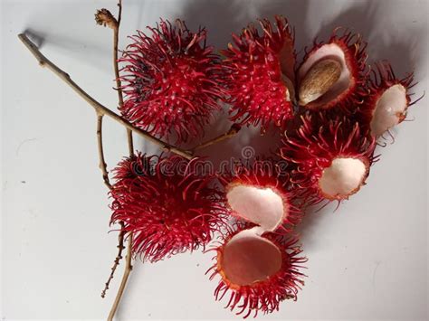 Rambutan Fruit, Native Fruit from Indonesia Stock Image - Image of flower, leaf: 262407953