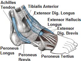 Foot & Ankle Tendonitis: Causes, Symptoms & Treatment