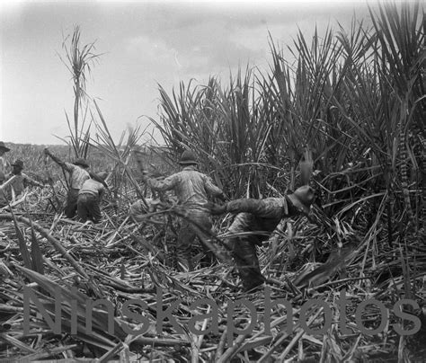 Sugar Cane Plantation near Honolulu Hawaii United States | Etsy