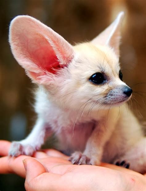 Mindblowing Planet Earth: Fennec Fox is the Most Cute Animal in the World