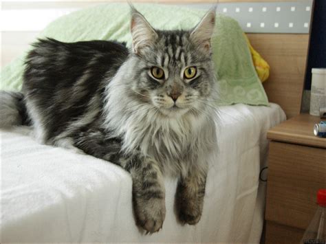 31 HQ Pictures Maine Coon Cat Rescue Near Me / Maine Coon Rescue Cats ...