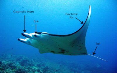 Blog - Manta Ray Advocates Hawaii