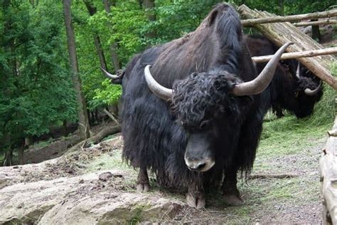 16 Examples of Mammals With Horns (Pictures) - Wildlife Informer