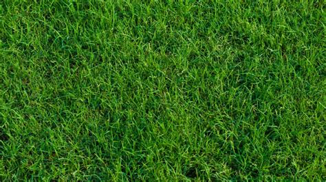 Care Tips for Your Bermuda Grass | Turf Masters Lawn Care