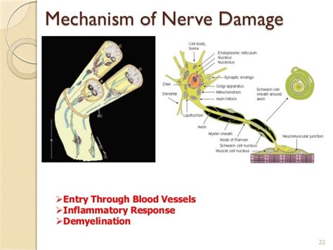 Study Leprosy Bacteria Turn Nerve System Cells Into Stem