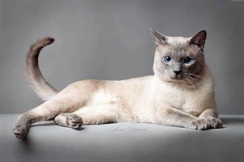 blue eyes, animal, Thai cat, HD Wallpaper | Rare Gallery