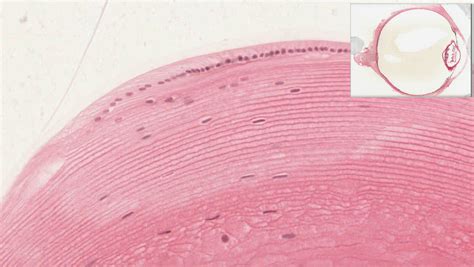 Eye | histology