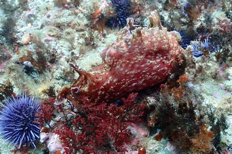 Aplysia californica - California seahare | Reef Life Survey