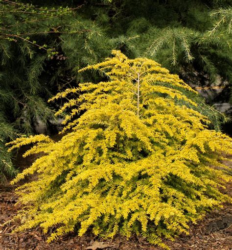 Dwarf Evergreen Shrubs For Landscaping - 04/2022