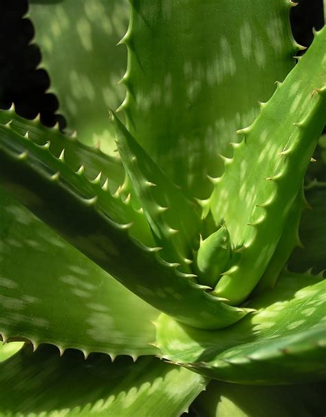 How to care plants and flowers: Aloe Vera (syn. Aloe Barbadensis)