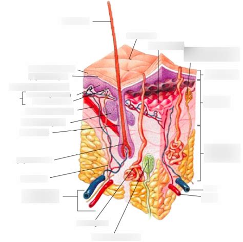 Integumentary System ABRPH Diagram | Quizlet