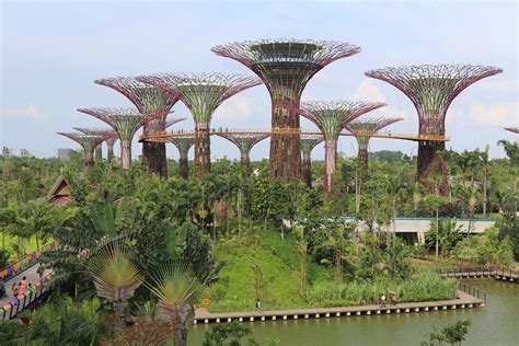 File:Supertree Grove, Gardens by the Bay, Singapore - 20120712-02.jpg