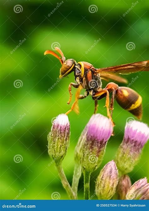 Vespidae stock photo. Image of species, blossom, honeybee - 250527534