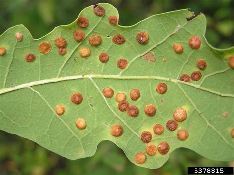 Cynipid gall wasp (Neuroterus quercusbaccarum)