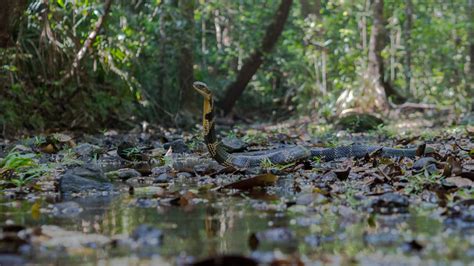 King Cobra: The World’s Longest Venomous Snake | RoundGlass | Sustain