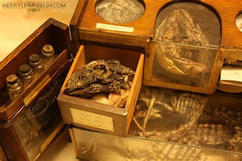 Specimens — Merrylin Cryptid Museum | Museum, Nature crafts, Specimen