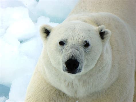 Free photo Snow Arctic Polar Bear Winter Wild Mammal Nature - Max Pixel