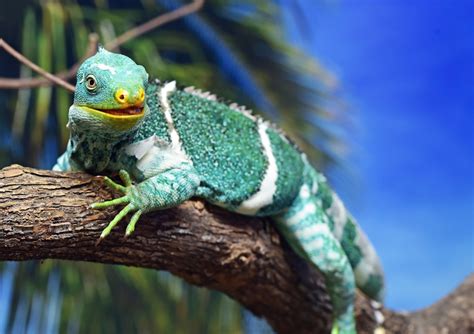 fiji crested iguana 4k HD Wallpaper