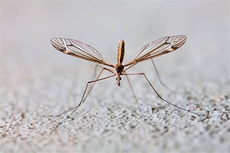 Mosquito Wings Stock Photos, Pictures & Royalty-Free Images - iStock