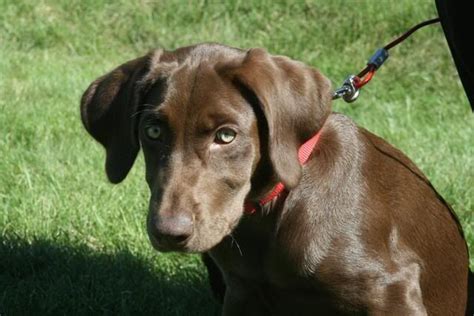 My weimaraner/lab mix puppy