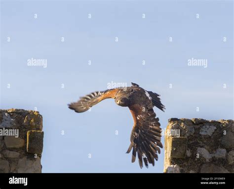 Harris Hawk flying Stock Photo - Alamy