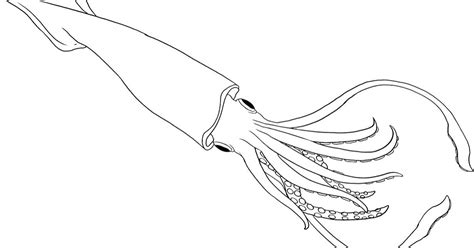 Giant Squid Drawing at GetDrawings | Free download