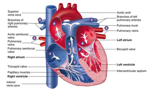 آناتومی و فیزیولوژی قلب | کافه پزشکی | هر آنچه که در علم طب به آن نیاز دارید