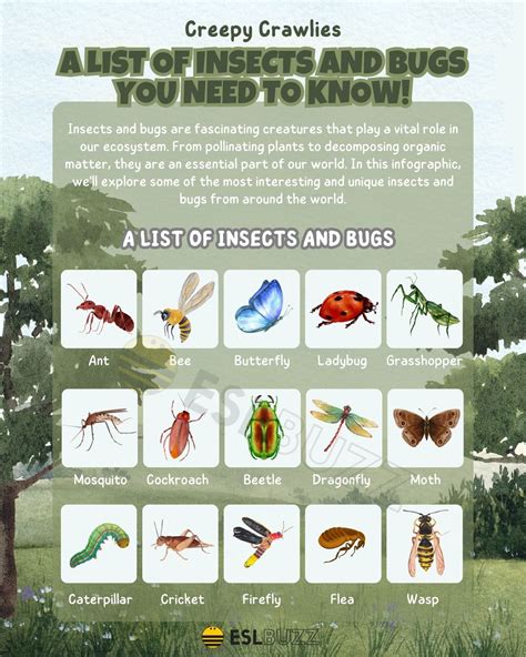 A Comprehensive List of Insects and Bugs for English Learners - ESLBUZZ