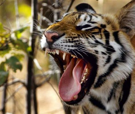 Log on to keep the tiger roaring - Wildlife Trade News from TRAFFIC